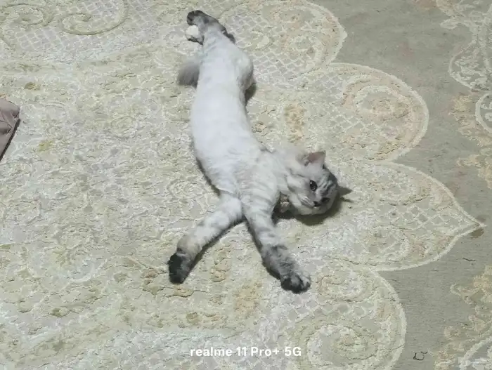 قط شيرازي للتبني 2