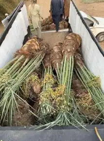 نخل للبيع كبير سغير نخيل مثمر خلاص صقعي سكري شيشي برحي هلالي 1