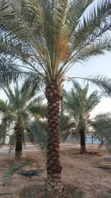 نخل للبيع في مكه الطائف جده بجميع انواعه وجميع المقاسات 5