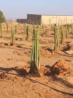 البيع نخيل 5