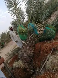 نخل للبيع كبير سغير نخيل مثمر خلاص صقعي سكري شيشي برحي هلالي 7