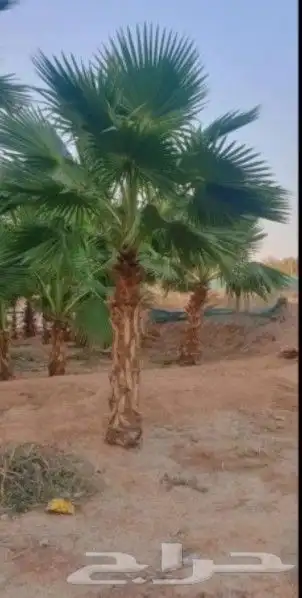 للبيع نخل واشنطونيا زينه 2