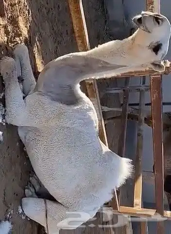 حلاق ابل وغسيل ترتيب وتزين جرد رقبه قارب 1