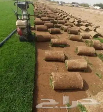تيل طبيعي سي 2000 6
