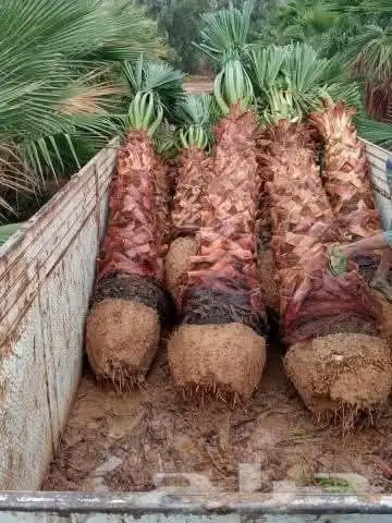 متخصصون في جميع نواع النخيل عربي واشنطونياء جميع المقاسات نو 5