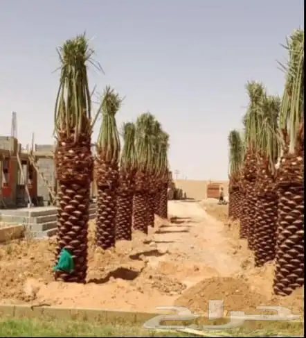 تركيب العريش بيت شعر و الجريد نخل شبوك اي شيء جاهزين 1