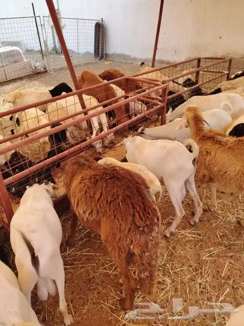 برابر وتيوس مكه بأفضل الأسعار 0