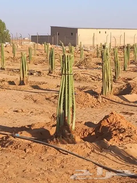 البيع نخيل 8