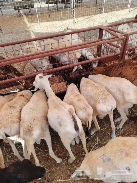 برابر وتيوس مكه بأفضل الأسعار 4
