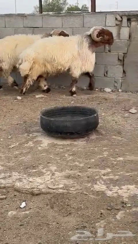 فحول نعيمي صنف فاخره مشروطه للبيع 2