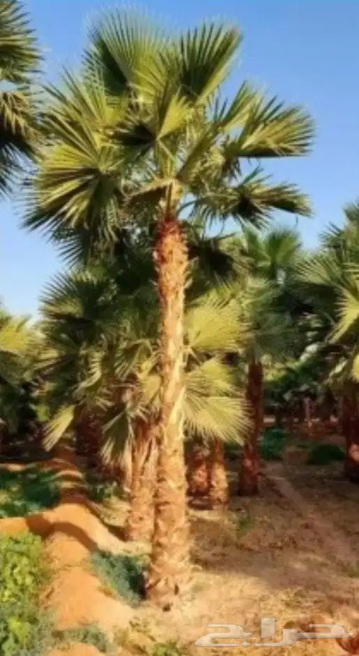 تنسيق حدائق 10