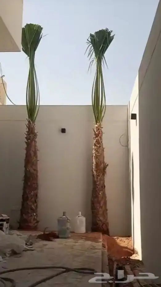 نخل واشنطوني زينه 2