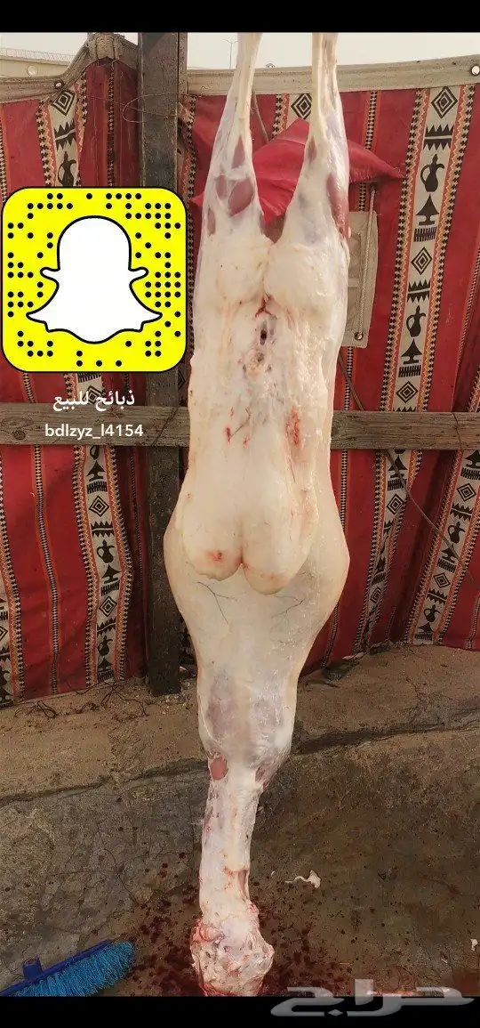 ذبايح لباب بيتك 6