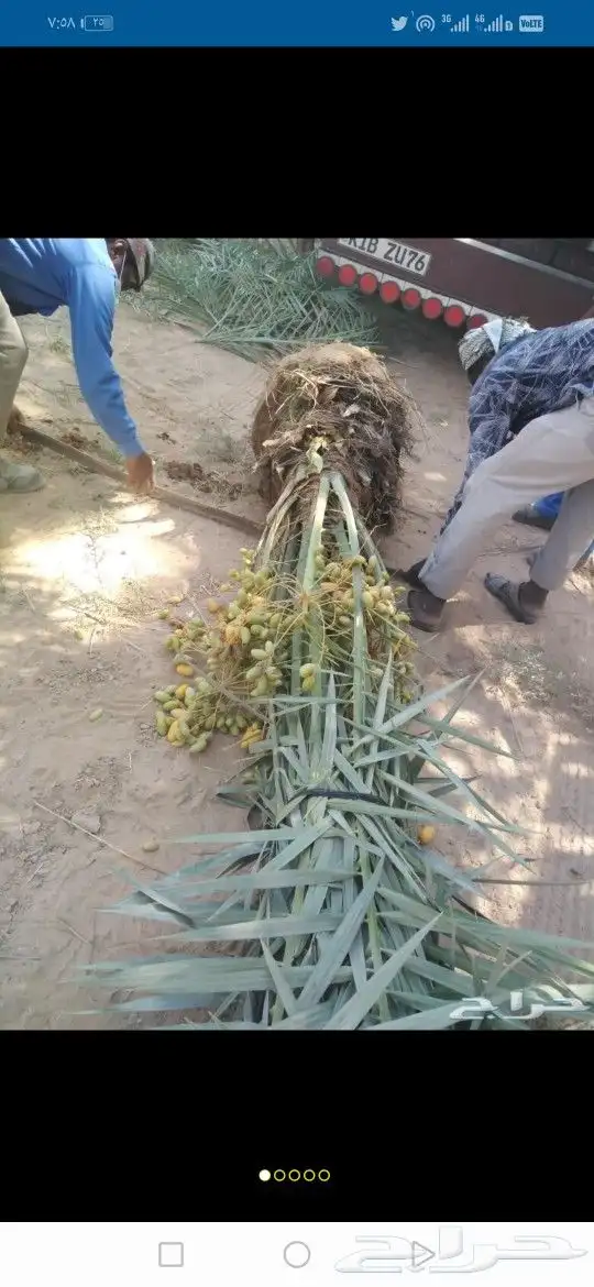 نخل مثمر للبيع سكري صقعي مجدول نخيل روثاناواشنطني فروخ نقايل 1