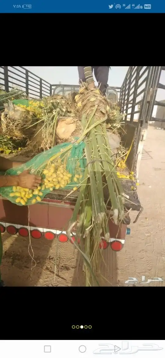نخل مثمر للبيع سكري صقعي مجدول نخيل روثاناواشنطني فروخ نقايل 8
