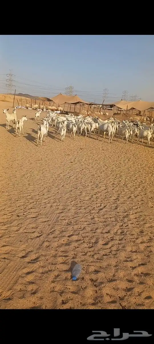ماعز بشيه مراح واحد دفيع 2