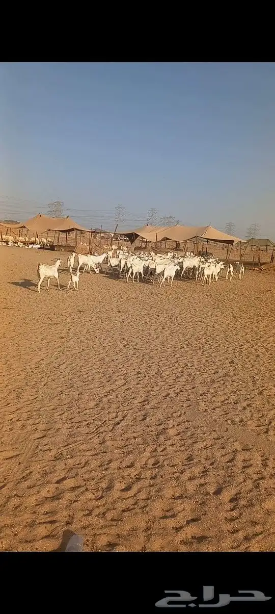 ماعز بشيه مراح واحد دفيع 4
