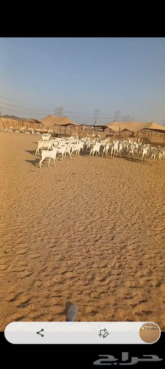 ماعز بشيه مراح واحد دفيع 3