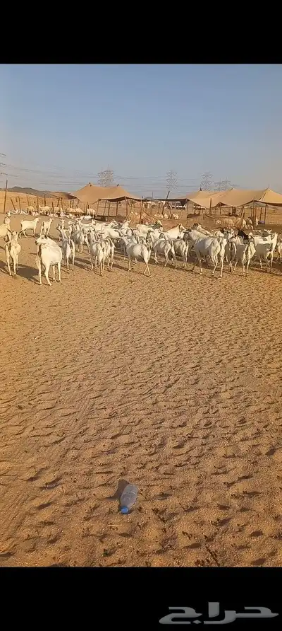 ماعز بشيه مراح واحد دفيع index