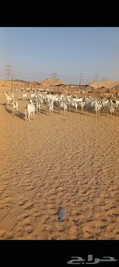 ماعز بشيه مراح واحد دفيع index