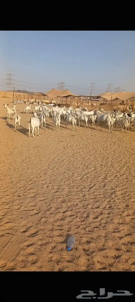 ماعز بشيه مراح واحد دفيع 5