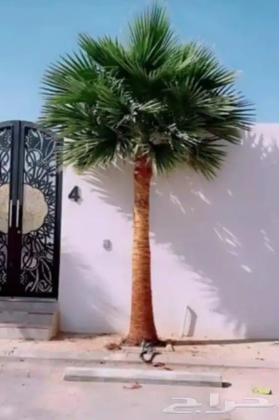 نخل واشنطوني زينه 0