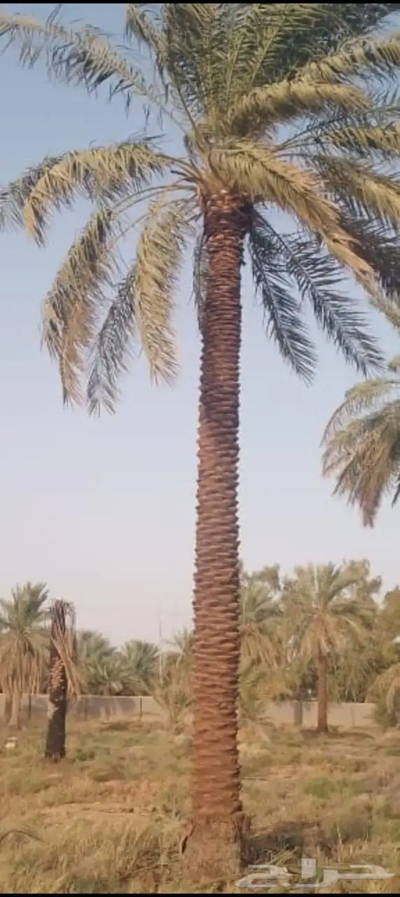 يوجد لدينا جميع انواع النخيل لاصرام والغرس 3