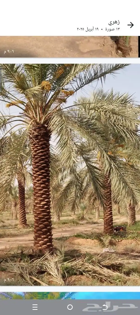 يوجد لدينا جميع انواع النخيل لاصرام والغرس 0