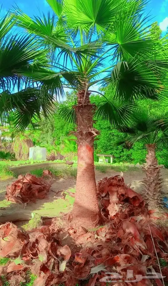نخل واشنطن زينه 1