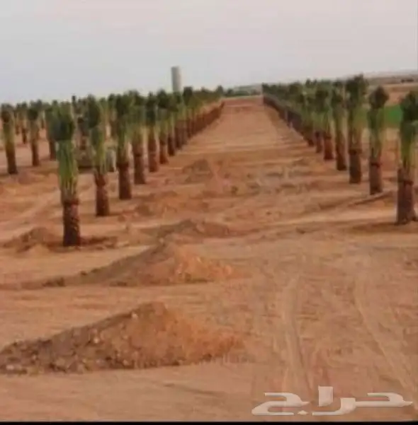 مقاول شبوك ونخل 9