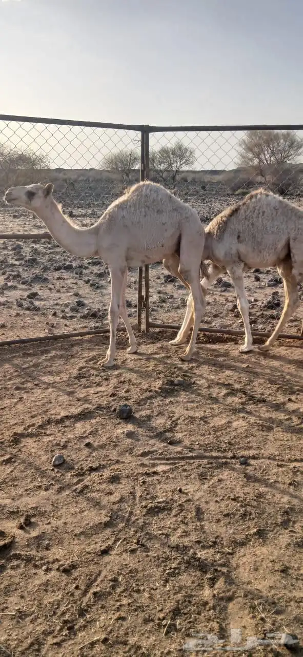 قعدان للبيع 3