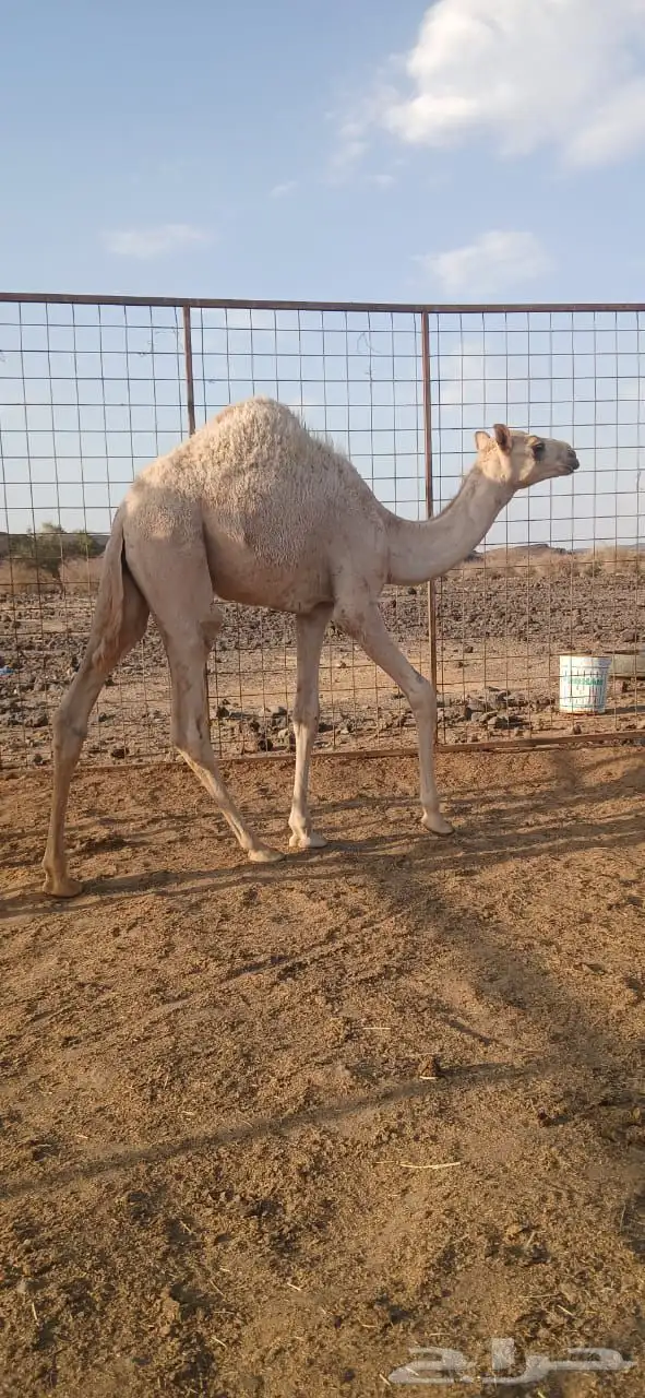 قعدان للبيع 0