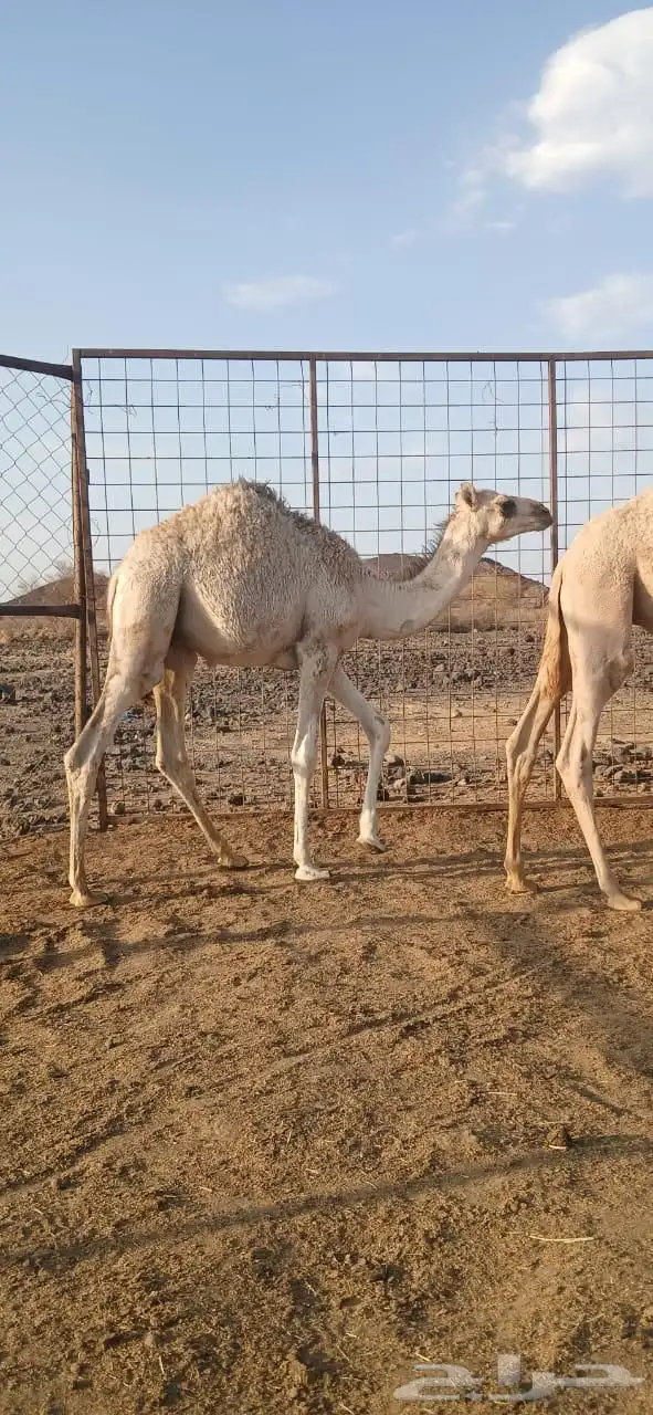 قعدان للبيع 2