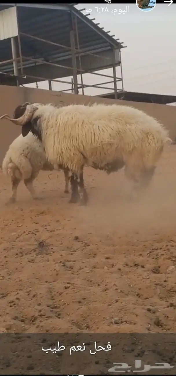 فحل نعيم فاخر 1