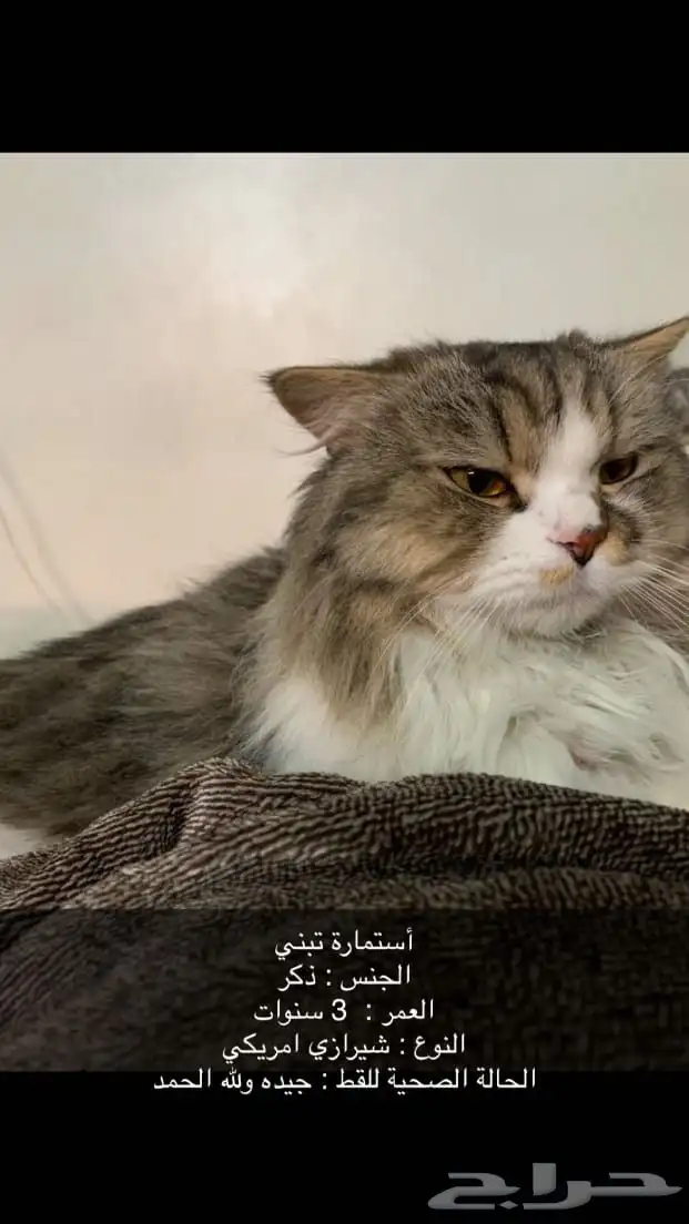 قطتين للتبني 0