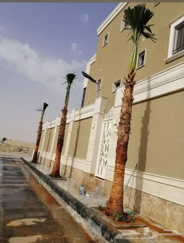 نخيل 2