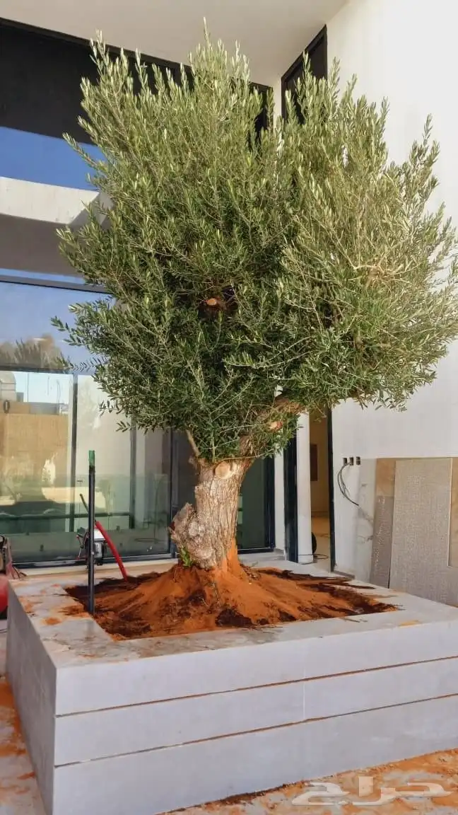 متخصصون في جميع نواع النخيل عربي واشنطونياء جميع المقاسات نو 0