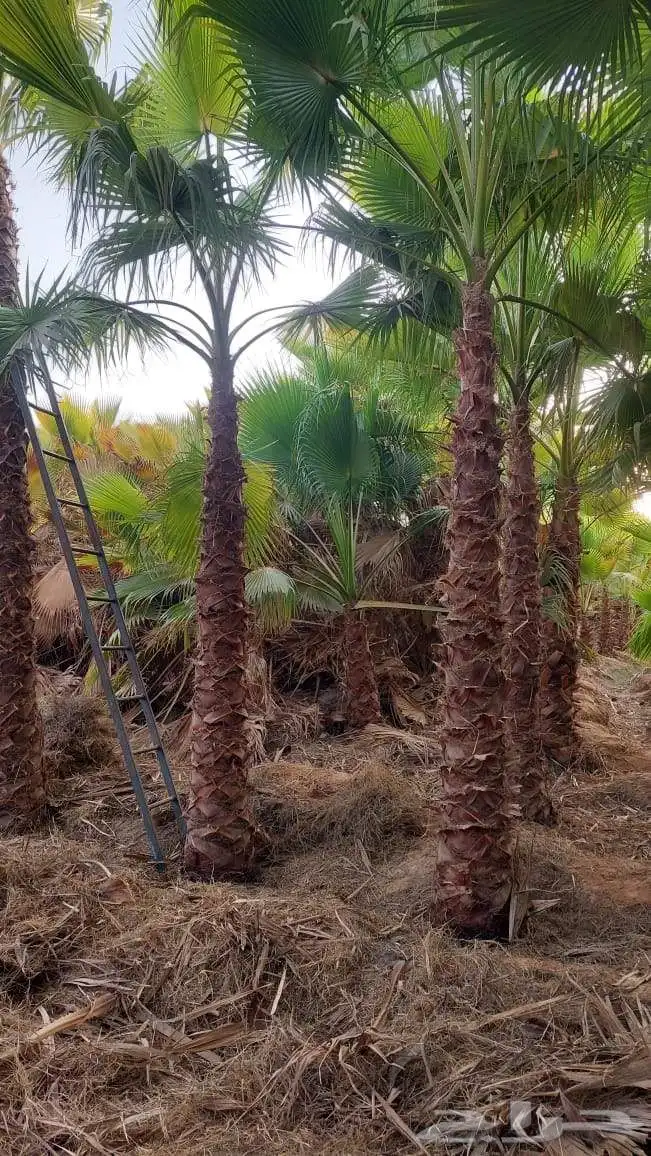 متخصصون في جميع نواع النخيل عربي واشنطونياء جميع المقاسات نو 1