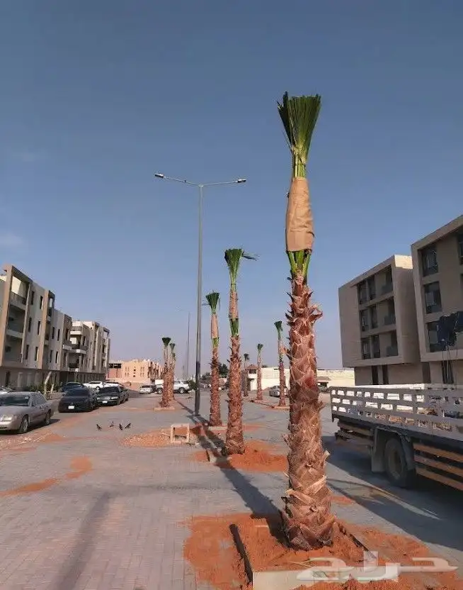 نخيل 4
