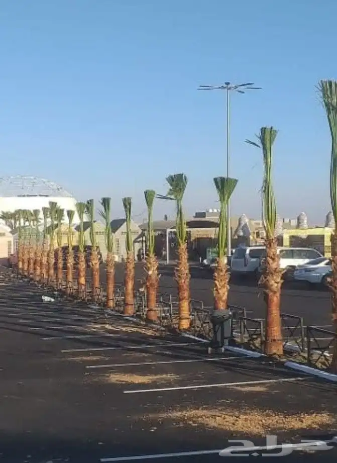 نخل واشنطوني زينه 5