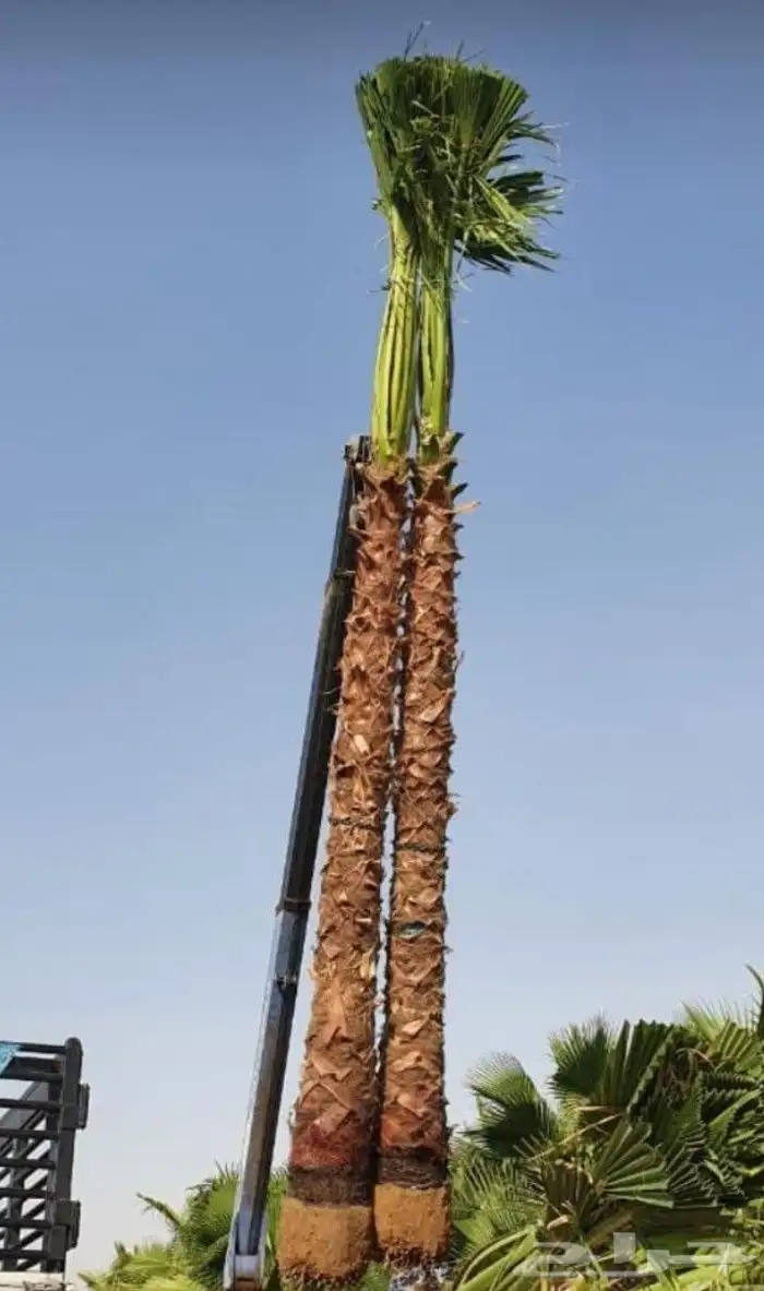 نخل واشنطوني زينه 9