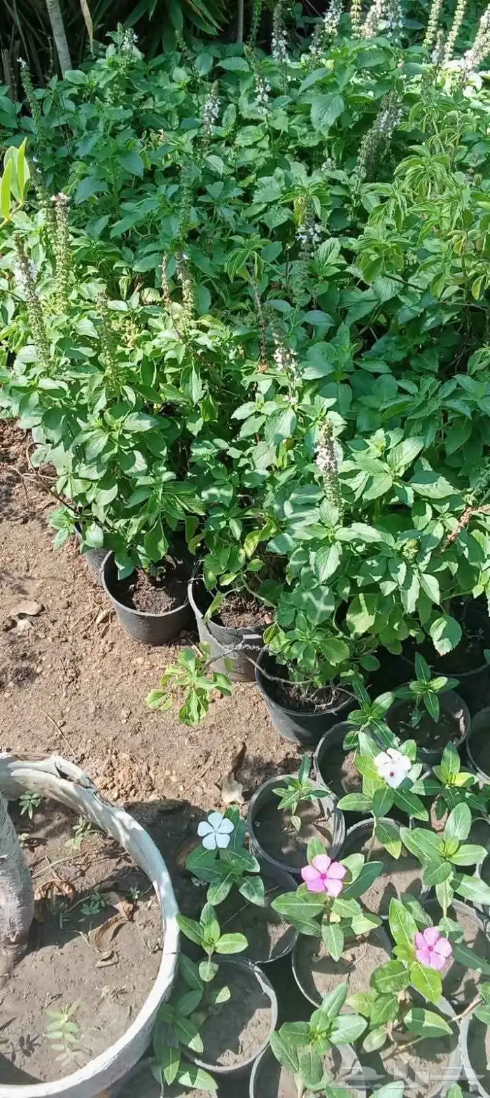 مشتل نور الطائف الريحان والفل والياسمين 0