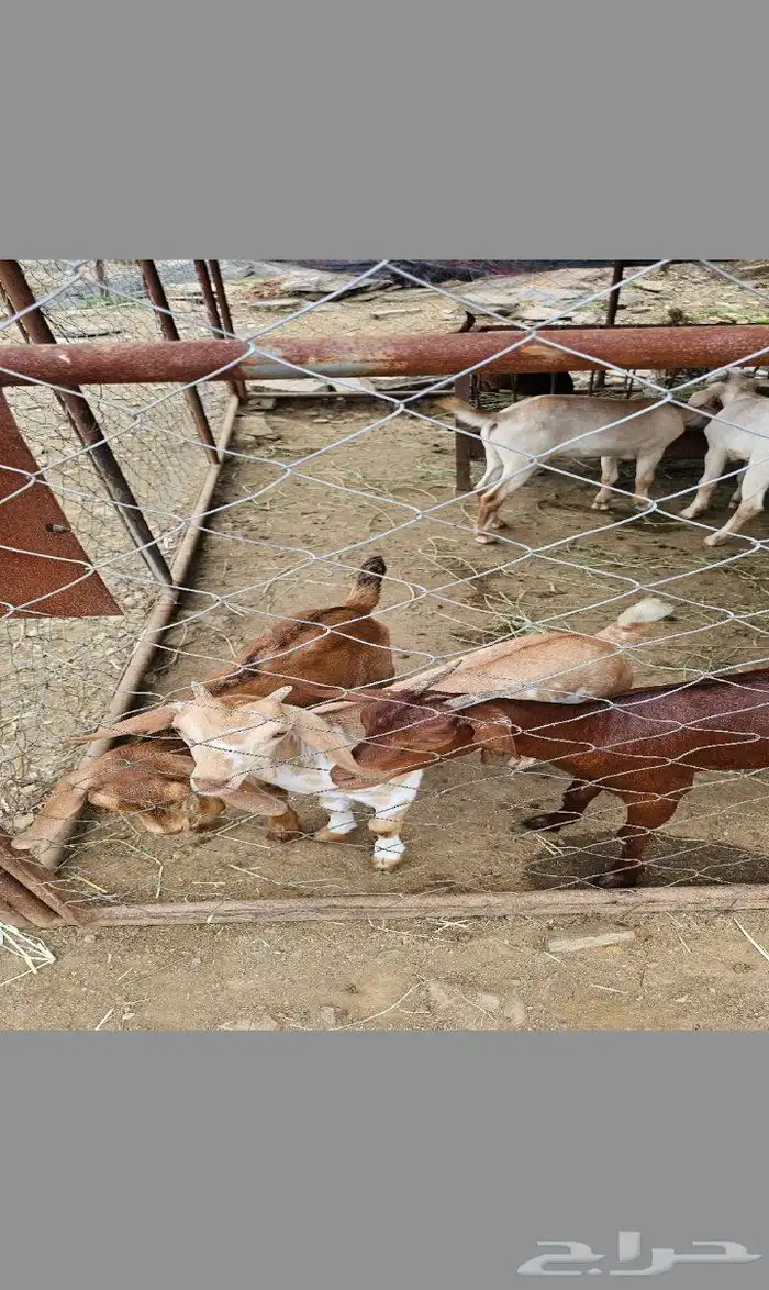 مراح كامل ومكمل من الف الي الياء به حوالي 200راس 0