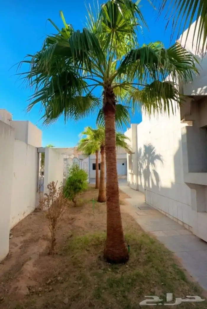نخل واشنطوني زينه 1