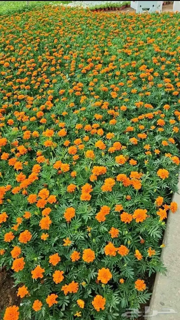 تركيب العشب الطبيعي والصناعي 0