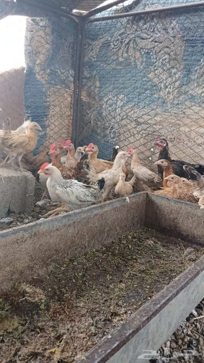 صوص بلدي للبيع 4