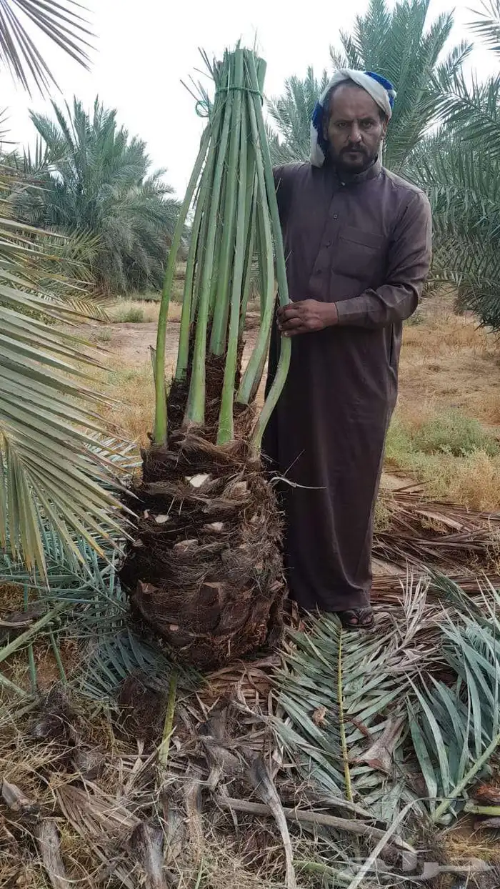 نخيل للبيع بجميع انواعه ومقاساته 5