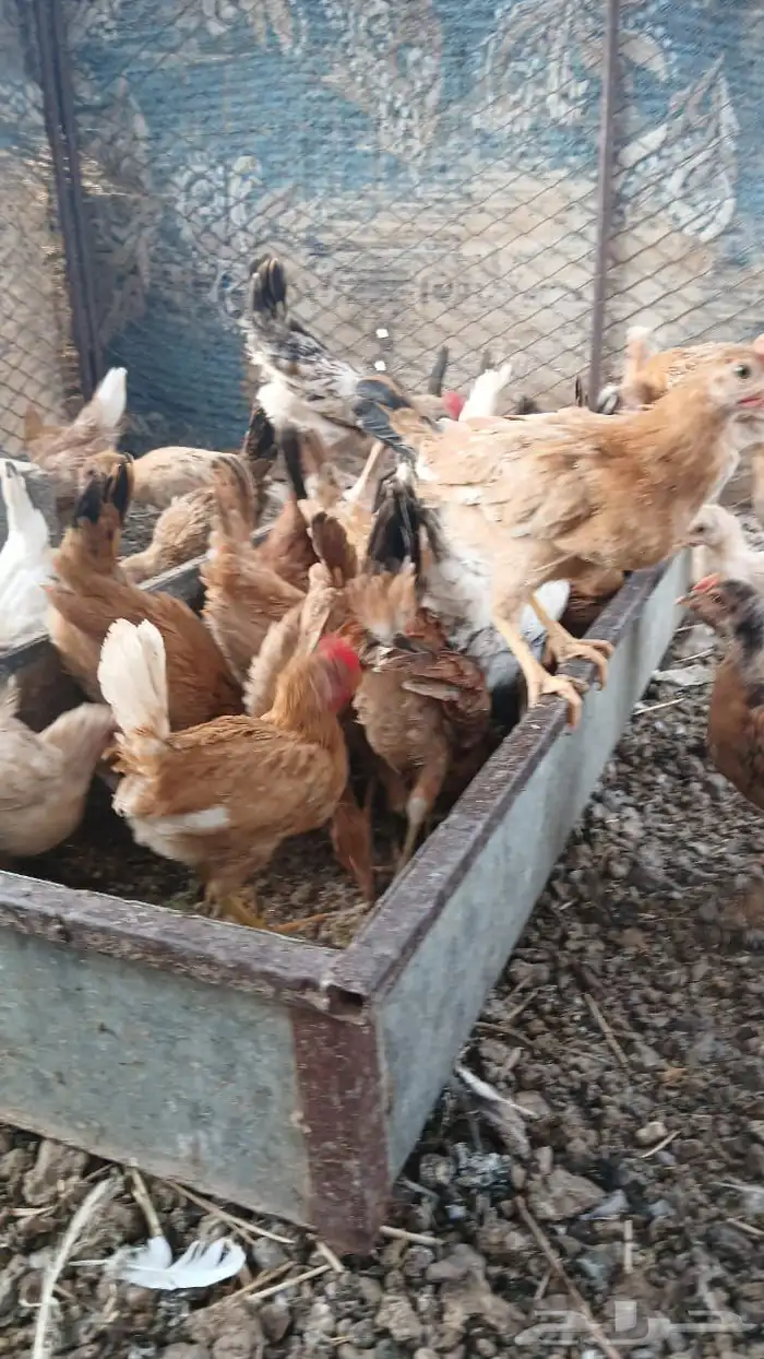 صوص بلدي للبيع 3