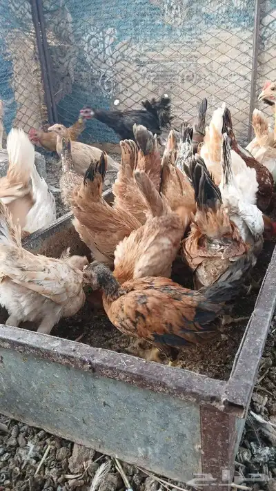 صوص بلدي للبيع index