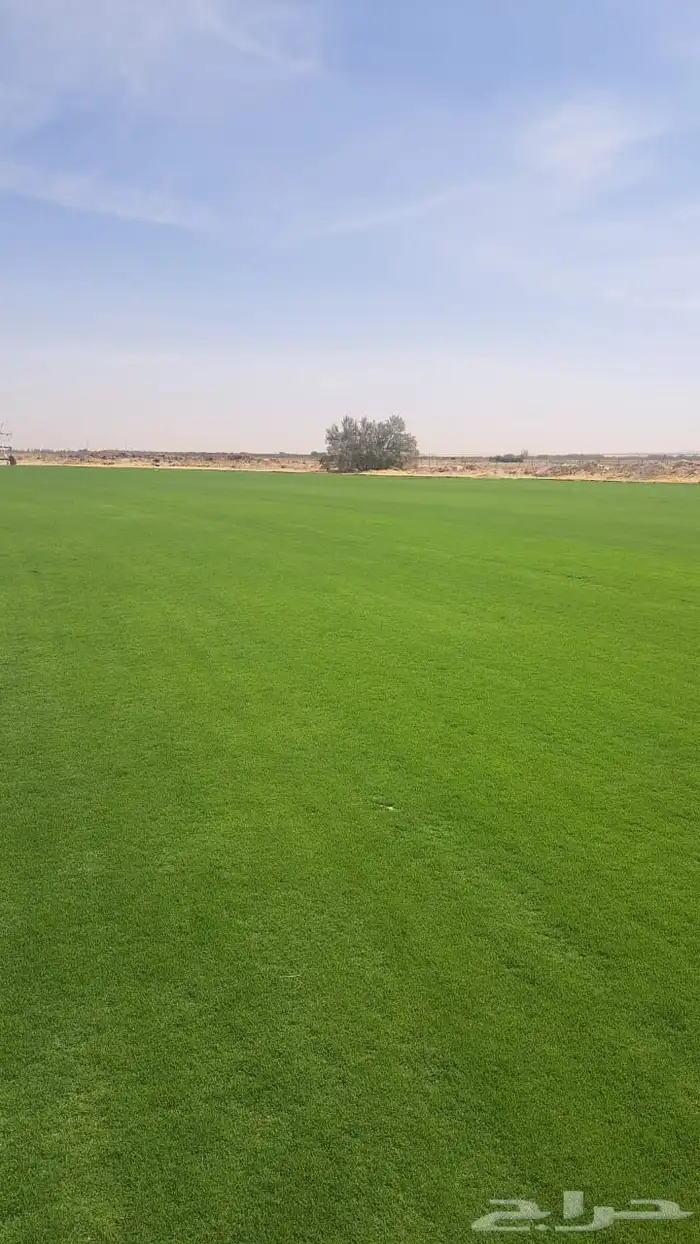 ثيل سي 2000 القصيم 7